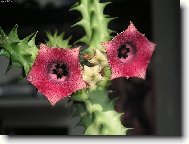 Stapelia