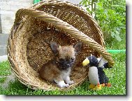 Chihuahua