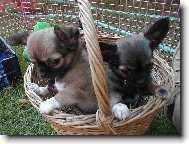 Chihuahua