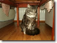 Maine Coon