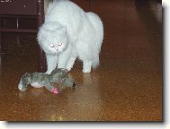 Turkish Angora \(Cat\)