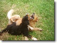 Golden retriever (Dog standard)