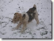Fox terrier wire (Dog standard)