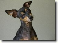 Prague ratter (Dog standard)