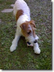 Fox terrier wire (Dog standard)