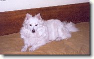 German spitz medium size \(Dog standard\)