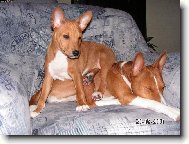 Basenji \(Dog standard\)