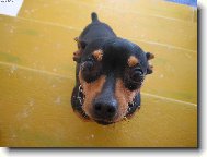 Prague ratter (Dog standard)