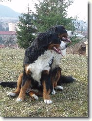 Bernese mountain dog (Dog standard)