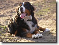 Bernese mountain dog (Dog standard)