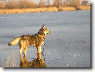 Chechoslovakian wolfdog \\\\\(Dog standard\\\\\)