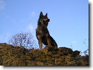 Chechoslovakian wolfdog \\\\\(Dog standard\\\\\)