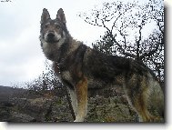Chechoslovakian wolfdog (Dog standard)