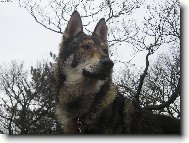 Chechoslovakian wolfdog \\\\\(Dog standard\\\\\)