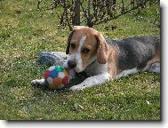 Beagle