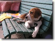 Beagle (Dog standard)