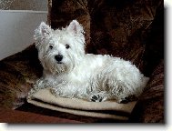 Scottish terrier \(Dog standard\)