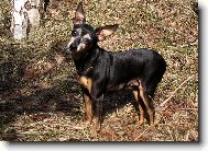Prague ratter (Dog standard)