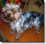 Jorkrsk terier, Yorkshire Terrier,