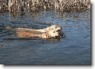 Golden retriever (Dog standard)