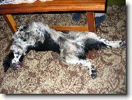English springer spaniel (Dog standard)