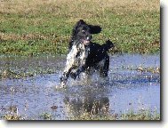 English springer spaniel (Dog standard)