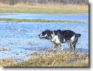 English springer spaniel (Dog standard)