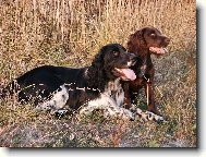 English springer spaniel (Dog standard)