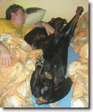 Dobermann (Dog standard)