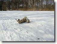 Czechoslovakian wolfdog