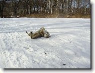 Chechoslovakian wolfdog \\\\\(Dog standard\\\\\)