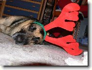 German shepherd dog (Dog standard)