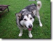Alaskan malamute (Dog standard)