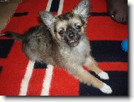 Chihuahua (Dog standard)