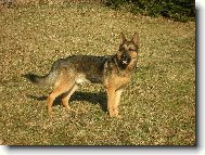 German shepherd dog (Dog standard)