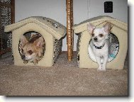 Chihuahua (Dog standard)