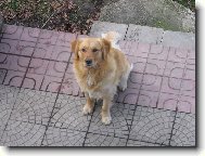 Golden retriever (Dog standard)
