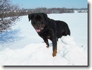 Rottweiler