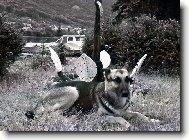 German shepherd dog (Dog standard)