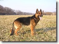 German Shepherd Dog