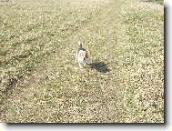 Beagle (Dog standard)