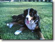 Bernese mountain dog (Dog standard)