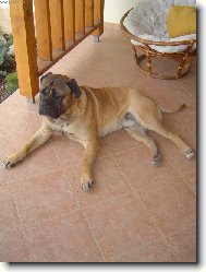 Bullmastiff