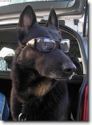 German shepherd dog (Dog standard)