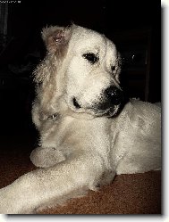 Golden retriever (Dog standard)