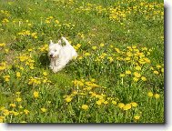 West highland white terrier \\\\\(Dog standard\\\\\)