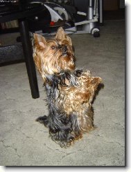 Jorkrsk terier, Yorkshire Terrier,