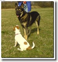Jack russell terrier (Dog standard)