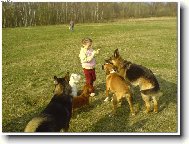 German shepherd dog (Dog standard)