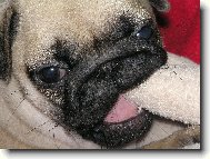 Pug